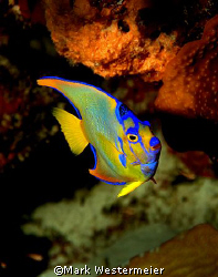 Queen - Image taken in Bonaire with a Nikon D100, 18mm le... by Mark Westermeier 